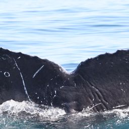 Fluke of CRC-17373