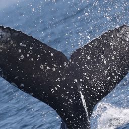 Fluke of CRC-17814