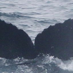 Fluke of CRC-17168
