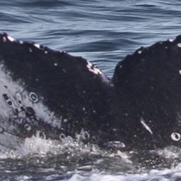 Fluke of CRC-16532