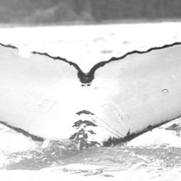 Fluke of Mahina