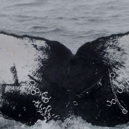 Fluke of CRC-16795