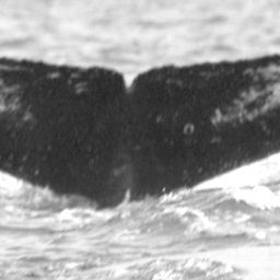 Fluke of Ika