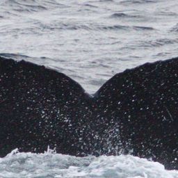 Fluke of CRC-16305