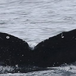Fluke of CRC-16425
