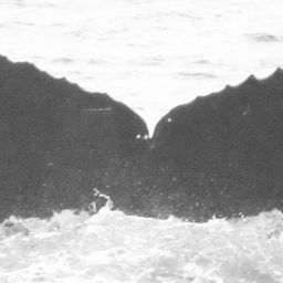 Fluke of CRC-12280