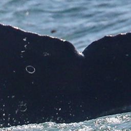 Fluke of CRC-17547
