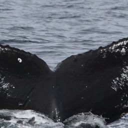 Fluke of CRC-17098