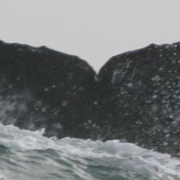 Fluke of CRC-17318