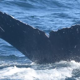 Fluke of CRC-18309