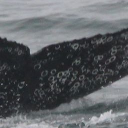 Fluke of CRC-17579