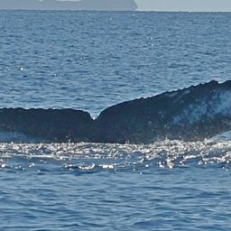 Fluke of HW-MN0442800