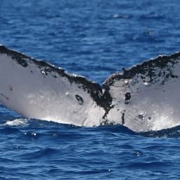 Fluke of HW-MN0442801
