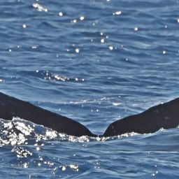 Fluke of HW-MN0442802