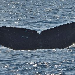 Fluke of HW-MN0442804
