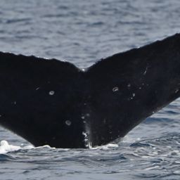 Fluke of HW-MN0442820