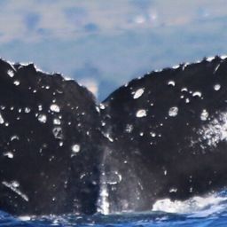 Fluke of HW-MN0442821