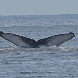 Fluke of HW-MN0442817