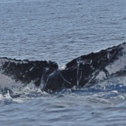 Fluke of HW-MN0442818