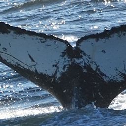 Fluke of HW-MN0442815