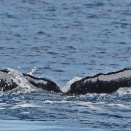 Fluke of HW-MN0442830