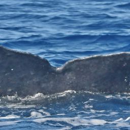 Fluke of HW-MN0442834