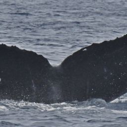 Fluke of HW-MN0442838