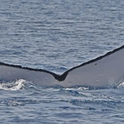 Fluke of HW-MN0442837