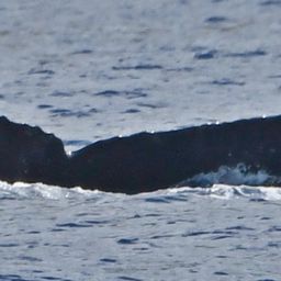 Fluke of HW-MN0442842
