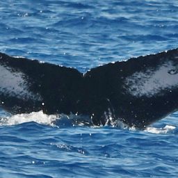 Fluke of HW-MN0442843
