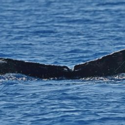 Fluke of HW-MN0442844