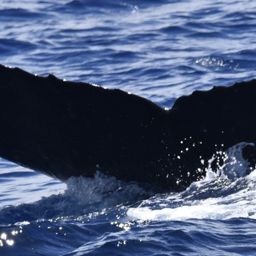 Fluke of HW-MN0442845