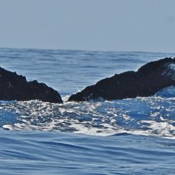 Fluke of HW-MN0442846