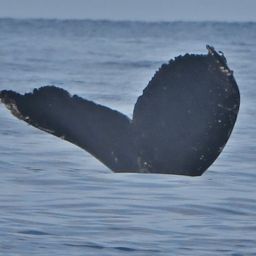 Fluke of HW-MN0442849