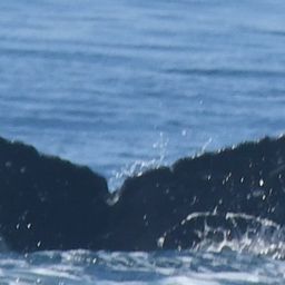 Fluke of SPLASH-520185