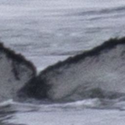 Fluke of HW-MN1303242