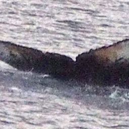 Fluke of HW-MN1303243