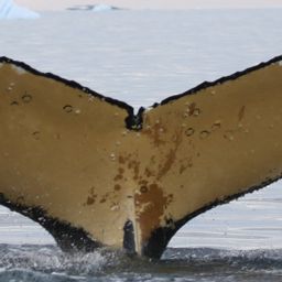 Fluke of HW-MN1303274