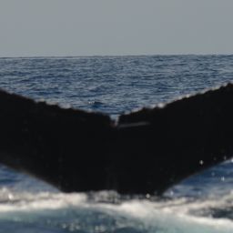 Fluke of Gaia