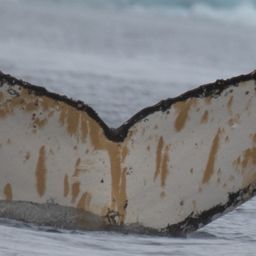 Fluke of HW-MN1303322
