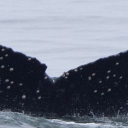 Fluke of CRC-15266