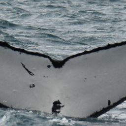 Fluke of PWF-SP_0099