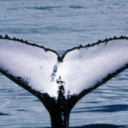 Fluke of PWF-SP_0115