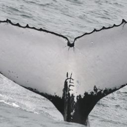 Fluke of PWF-SP_0163