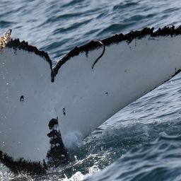 Fluke of PWF-SP_0161