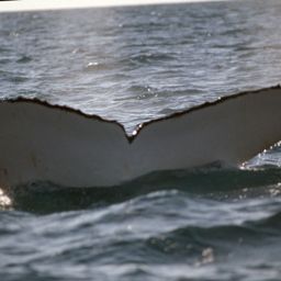 Fluke of GATCH