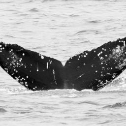 Fluke of CRC-15349