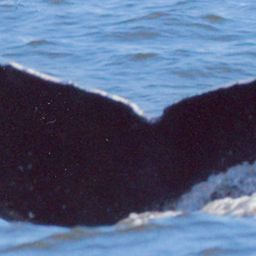 Fluke of CRC-19371