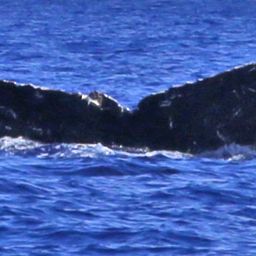Fluke of KKP-30721a_7