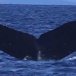 Fluke of KKP-30721a_8